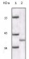 P16 (Mouse and Human) Antibody